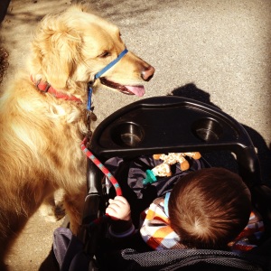 Taking Toby for a walk in our jogging stroller.
